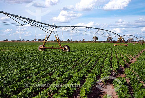  Subject: Irrigation with central pivot at bean plantation / Place: Luis Eduardo Magalhaes city - Bahia state (BA) - Brazil / Date: 07/2013 