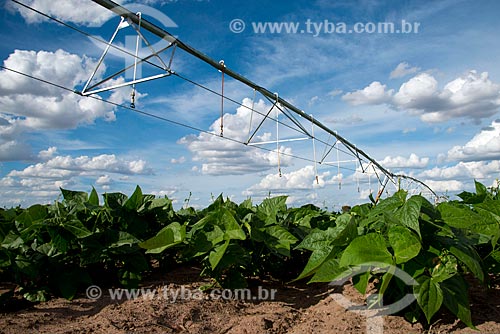  Subject: Irrigation with central pivot at bean plantation / Place: Luis Eduardo Magalhaes city - Bahia state (BA) - Brazil / Date: 07/2013 