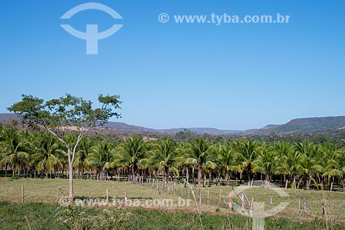  Subject: Planting of coconut / Place: Sao Desiderio city - Bahia state (BA) - Brazil / Date: 07/2013 