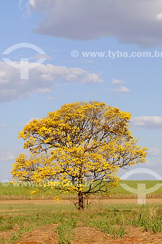  Subject: Yellow Ipe Tree / Place: Balsamo city - Sao Paulo state (SP) - Brazil / Date: 09/2013 
