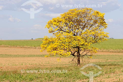  Subject: Yellow Ipe Tree / Place: Balsamo city - Sao Paulo state (SP) - Brazil / Date: 09/2013 