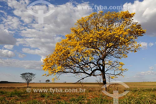  Subject: Yellow Ipe Tree / Place: Balsamo city - Sao Paulo state (SP) - Brazil / Date: 09/2013 