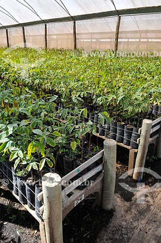  Subject: Seedlings of rubber tree (Hevea brasiliensis) Suspended / Place: Uchoa city - Sao Paulo state (SP) - Brazil / Date: 09/2013 