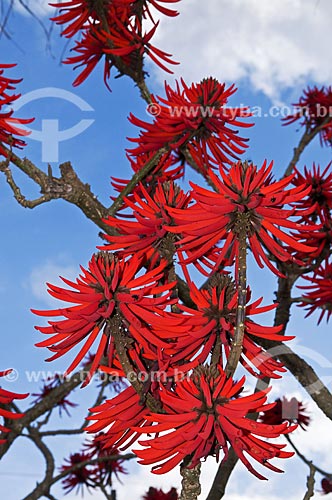  Subject: Flower of Erythrina velutina - also known as Mulungu / Place: Carvalhos city - Minas Gerais state (MG) - Brazil / Date: 07/2013 
