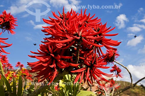  Subject: Flower of Erythrina velutina - also known as Mulungu / Place: Carvalhos city - Minas Gerais state (MG) - Brazil / Date: 07/2013 