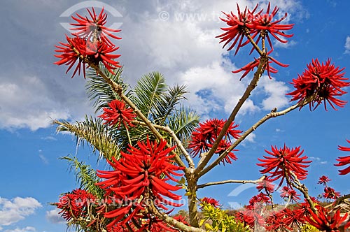  Subject: Flower of Erythrina velutina - also known as Mulungu / Place: Carvalhos city - Minas Gerais state (MG) - Brazil / Date: 07/2013 