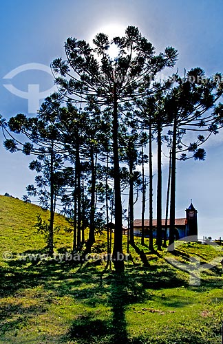  Subject: Araucarias (Araucaria angustifolia) with a church in the background / Place: Aiuruoca city - Minas Gerais state (MG) - Brazil / Date: 07/2013 