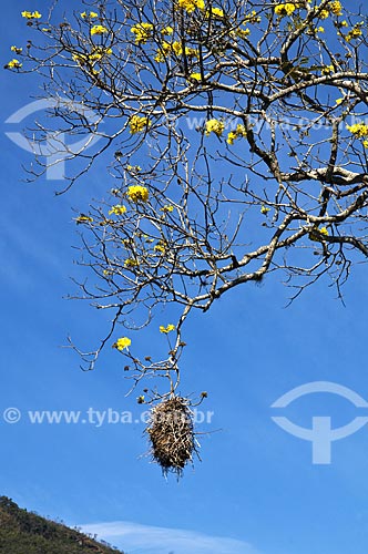  Subject: Nest of Rufous-fronted Thornbird (Phacellodomus rufifrons) - at Yellow Ipe Tree / Place: Aiuruoca city - Minas Gerais state (MG) - Brazil / Date: 07/2013 