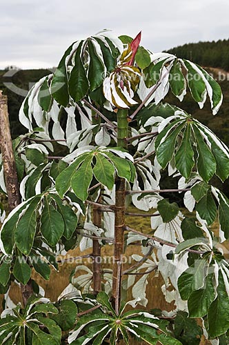  Subject: Detail of Cecropia at the road between Araxa to Tapira / Place: Araxa city - Minas Gerais state (MG) - Brazil / Date: 07/2013 