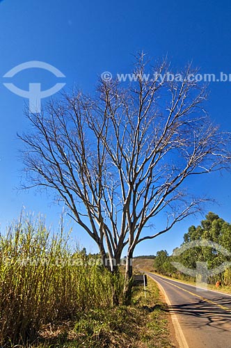  Subject: Leafless tree at the road between Araxa to Tapira / Place: Araxa city - Minas Gerais state (MG) - Brazil / Date: 07/2013 