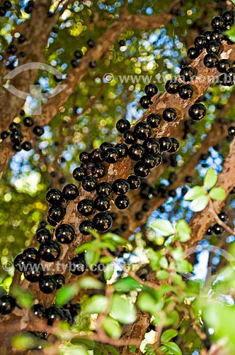  Subject: Jabuticaba still at Jabuticabeira (Myrciaria cauliflora) / Place: Araxa city - Minas Gerais state (MG) - Brazil / Date: 07/2013 