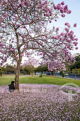  Subject: Man sitting under Ipe-Rosa (Tabebuia heptaphylla) flowery / Place: Gloria neighborhood - Rio de Janeiro city - Rio de Janeiro state (RJ ) - Brazil / Date: 08/2013 