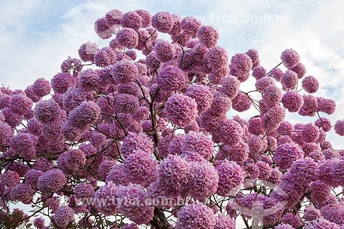  Subject: Detail of Ipe-Rosa (Tabebuia heptaphylla) flowery / Place: Gloria neighborhood - Rio de Janeiro city - Rio de Janeiro state (RJ ) - Brazil / Date: 08/2013 
