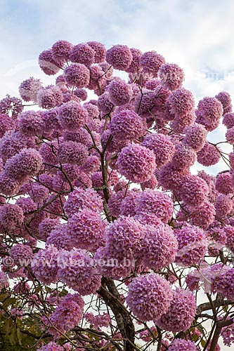  Subject: Detail of Ipe-Rosa (Tabebuia heptaphylla) flowery / Place: Gloria neighborhood - Rio de Janeiro city - Rio de Janeiro state (RJ ) - Brazil / Date: 08/2013 