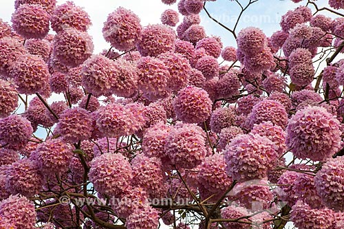  Subject: Detail of Ipe-Rosa (Tabebuia heptaphylla) flowery / Place: Gloria neighborhood - Rio de Janeiro city - Rio de Janeiro state (RJ ) - Brazil / Date: 08/2013 