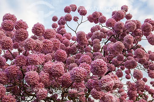  Subject: Detail of Ipe-Rosa (Tabebuia heptaphylla) flowery / Place: Gloria neighborhood - Rio de Janeiro city - Rio de Janeiro state (RJ ) - Brazil / Date: 08/2013 