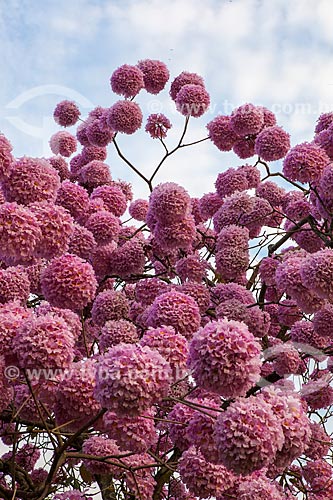  Subject: Detail of Ipe-Rosa (Tabebuia heptaphylla) flowery / Place: Gloria neighborhood - Rio de Janeiro city - Rio de Janeiro state (RJ ) - Brazil / Date: 08/2013 
