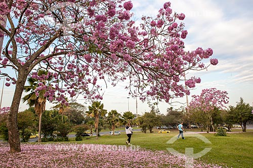 Subject: Ipe-Rosa (Tabebuia heptaphylla) flowery / Place: Gloria neighborhood - Rio de Janeiro city - Rio de Janeiro state (RJ ) - Brazil / Date: 08/2013 