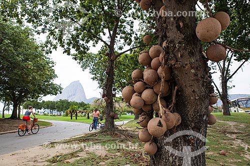  Subject: Cannonball tree (Couroupita guianensis) - also known as Macacarecuia - at Flamengo Landfill with the Sugar Loaf in the background / Place: Flamengo neighborhood - Rio de Janeiro city - Rio de Janeiro state (RJ) - Brazil / Date: 08/2013 