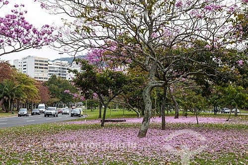  Subject: Ipe-Rosa (Tabebuia heptaphylla) flowery near to Infante Dom Henrique Avenue / Place: Flamengo neighborhood - Rio de Janeiro city - Rio de Janeiro state (RJ ) - Brazil / Date: 08/2013 