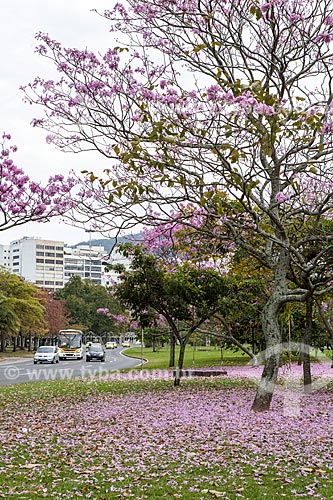  Subject: Ipe-Rosa (Tabebuia heptaphylla) flowery near to Infante Dom Henrique Avenue / Place: Flamengo neighborhood - Rio de Janeiro city - Rio de Janeiro state (RJ ) - Brazil / Date: 08/2013 