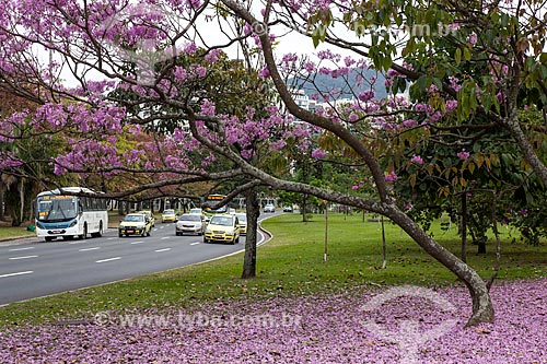  Subject: Ipe-Rosa (Tabebuia heptaphylla) flowery near to Infante Dom Henrique Avenue / Place: Flamengo neighborhood - Rio de Janeiro city - Rio de Janeiro state (RJ ) - Brazil / Date: 08/2013 