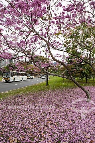  Subject: Ipe-Rosa (Tabebuia heptaphylla) flowery near to Infante Dom Henrique Avenue / Place: Flamengo neighborhood - Rio de Janeiro city - Rio de Janeiro state (RJ ) - Brazil / Date: 08/2013 