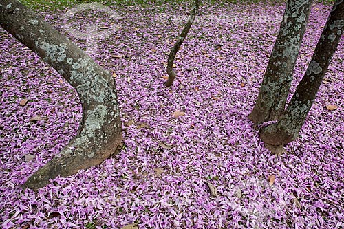  Subject: Flowers of Ipe-Rosa (Tabebuia heptaphylla) on the ground / Place: Flamengo neighborhood - Rio de Janeiro city - Rio de Janeiro state (RJ ) - Brazil / Date: 08/2013 