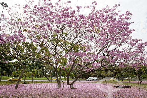  Subject: Ipe-Rosa (Tabebuia heptaphylla) flowery near to Infante Dom Henrique Avenue / Place: Flamengo neighborhood - Rio de Janeiro city - Rio de Janeiro state (RJ ) - Brazil / Date: 08/2013 