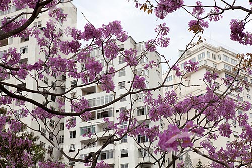  Subject: Ipe-Rosa (Tabebuia heptaphylla) flowery  with building in the background / Place: Flamengo neighborhood - Rio de Janeiro city - Rio de Janeiro state (RJ ) - Brazil / Date: 08/2013 