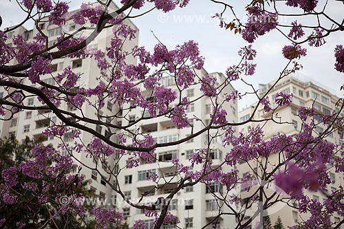  Subject: Ipe-Rosa (Tabebuia heptaphylla) flowery  with building in the background / Place: Flamengo neighborhood - Rio de Janeiro city - Rio de Janeiro state (RJ ) - Brazil / Date: 08/2013 