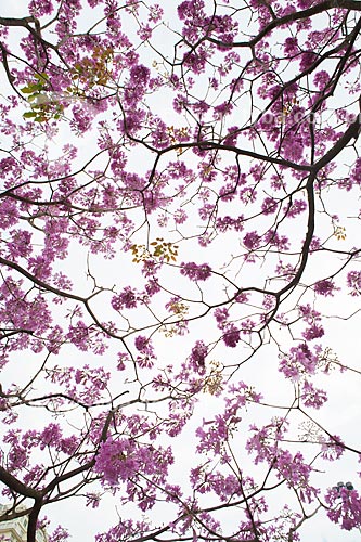  Subject: Ipe-Rosa (Tabebuia heptaphylla) flowery   / Place: Rio de Janeiro city - Rio de Janeiro state (RJ ) - Brazil / Date: 08/2013 