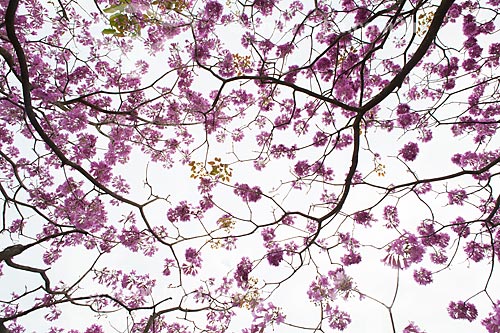  Subject: Ipe-Rosa (Tabebuia heptaphylla) flowery   / Place: Rio de Janeiro city - Rio de Janeiro state (RJ ) - Brazil / Date: 08/2013 
