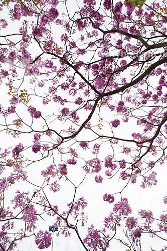  Subject: Ipe-Rosa (Tabebuia heptaphylla) flowery   / Place: Rio de Janeiro city - Rio de Janeiro state (RJ ) - Brazil / Date: 08/2013 