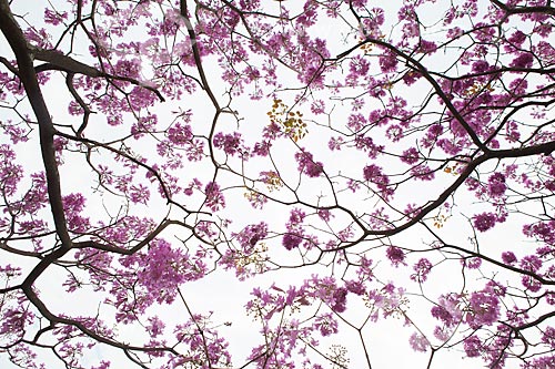  Subject: Ipe-Rosa (Tabebuia heptaphylla) flowery   / Place: Rio de Janeiro city - Rio de Janeiro state (RJ ) - Brazil / Date: 08/2013 