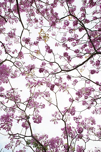  Subject: Ipe-Rosa (Tabebuia heptaphylla) flowery   / Place: Rio de Janeiro city - Rio de Janeiro state (RJ ) - Brazil / Date: 08/2013 