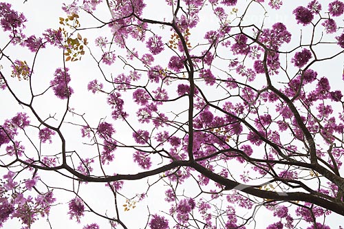  Subject: Ipe-Rosa (Tabebuia heptaphylla) flowery   / Place: Rio de Janeiro city - Rio de Janeiro state (RJ ) - Brazil / Date: 08/2013 