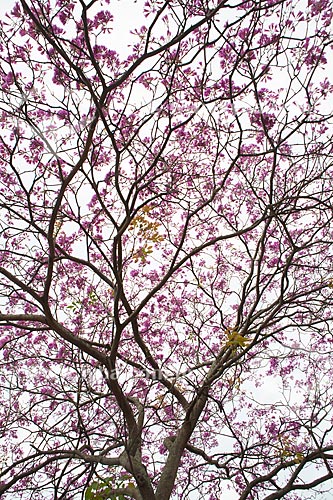  Subject: Ipe-Rosa (Tabebuia heptaphylla) flowery   / Place: Rio de Janeiro city - Rio de Janeiro state (RJ ) - Brazil / Date: 08/2013 