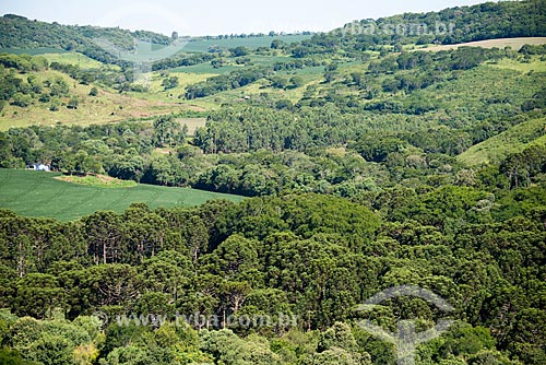  Subject: Plantation of soybean amid the Araucarias (Araucaria angustifolia) / Place: Cornelio Procopio city - Parana state (PR) - Brazil / Date: 01/2013 