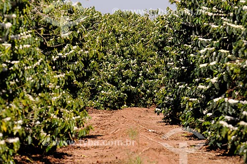  Subject: Coffee plantation during the flowering / Place: Neves Paulista city - Sao Paulo state (SP) - Brazil / Date: 09/2013 