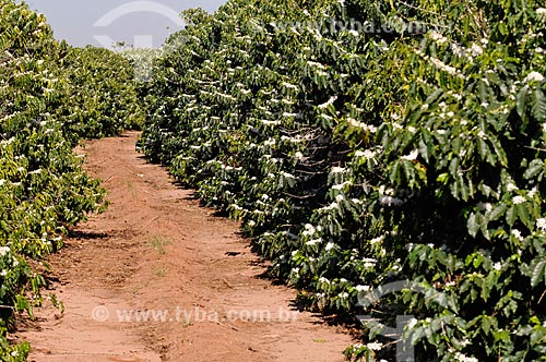  Subject: Coffee plantation during the flowering / Place: Neves Paulista city - Sao Paulo state (SP) - Brazil / Date: 09/2013 