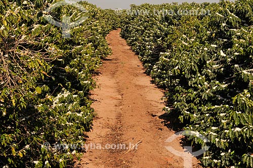  Subject: Coffee plantation during the flowering / Place: Neves Paulista city - Sao Paulo state (SP) - Brazil / Date: 09/2013 