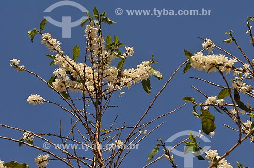  Subject: Coffee plantation during the flowering / Place: Neves Paulista city - Sao Paulo state (SP) - Brazil / Date: 09/2013 