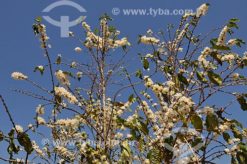  Subject: Coffee plantation during the flowering / Place: Neves Paulista city - Sao Paulo state (SP) - Brazil / Date: 09/2013 