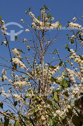  Subject: Coffee plantation during the flowering / Place: Neves Paulista city - Sao Paulo state (SP) - Brazil / Date: 09/2013 