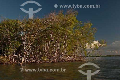  Subject: Mangroves at Preguicas River near to Lencois Maranhenses National Park / Place: Barreirinhas city - Maranhao state (MA) - Brazil / Date: 07/2010 