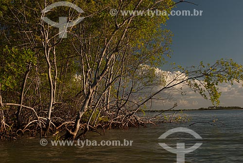  Subject: Mangroves at Preguicas River near to Lencois Maranhenses National Park / Place: Barreirinhas city - Maranhao state (MA) - Brazil / Date: 07/2010 