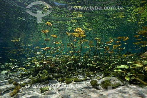  Subject: Underwater photo in Pratinha River / Place: Iraquara city - Bahia state (BA) - Brazil / Date: 09/2012 