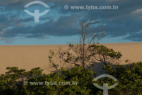  Subject: Mangroves at Preguicas River near to Lencois Maranhenses National Park / Place: Barreirinhas city - Maranhao state (MA) - Brazil / Date: 07/2010 