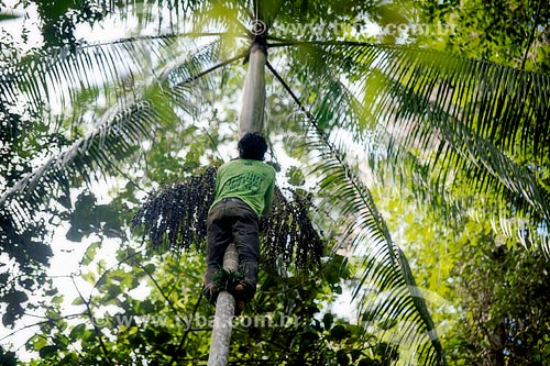  Subject: Acai harvest / Place: Tarauaca city - Acre state (AC) - Brazil / Date: 05/2013 